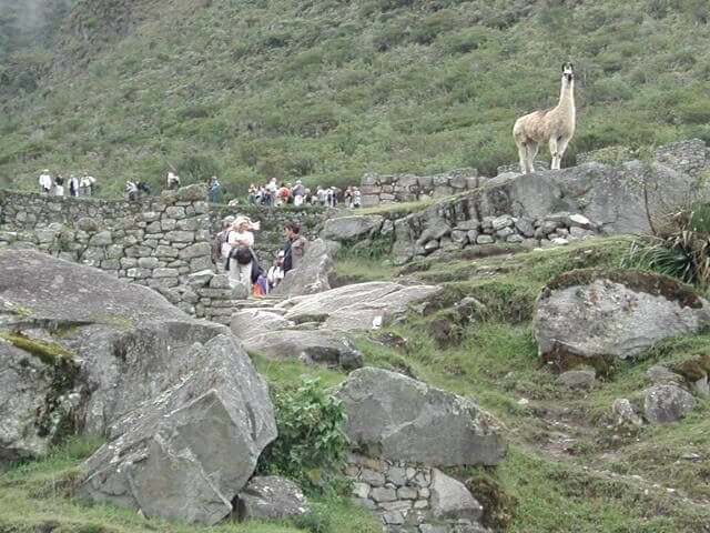 Lhama em Machu Picchu