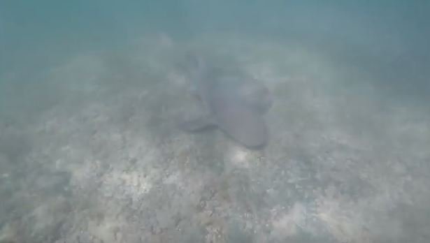 Tubarão em Noronha