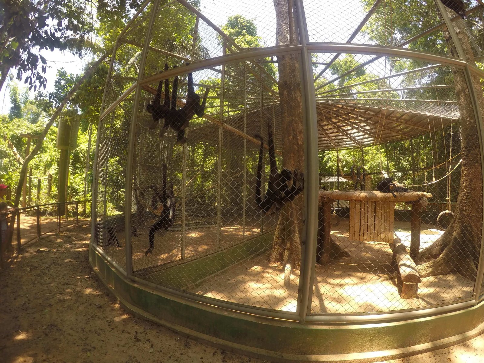 Minizoo no Parque Chico Mendes