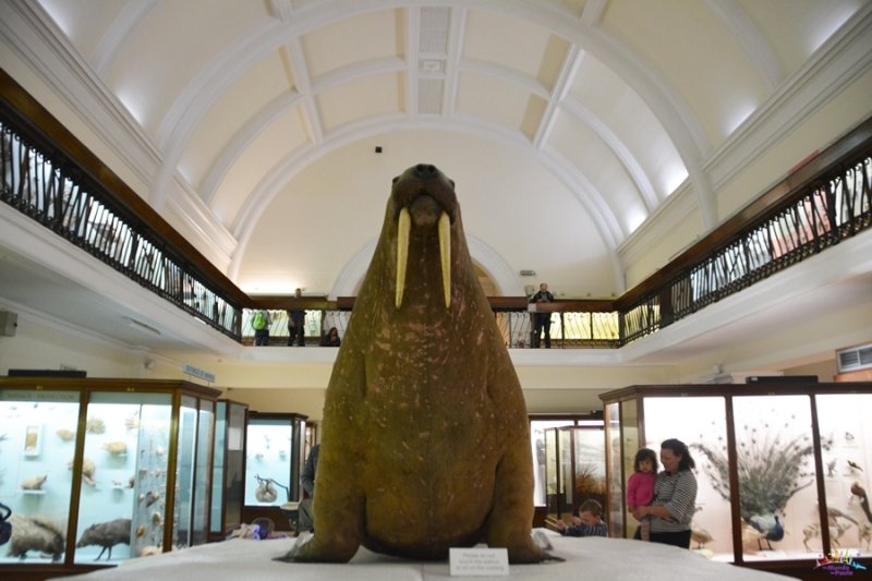 Horniman Museum, Londres - Foto: Paula Augot