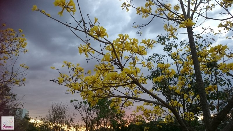 Ipê em Brasília