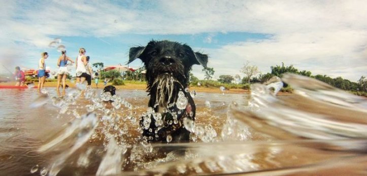Cachorros se divertem no Parque das Garças, em Brasília - Foto: Álvaro Netinho