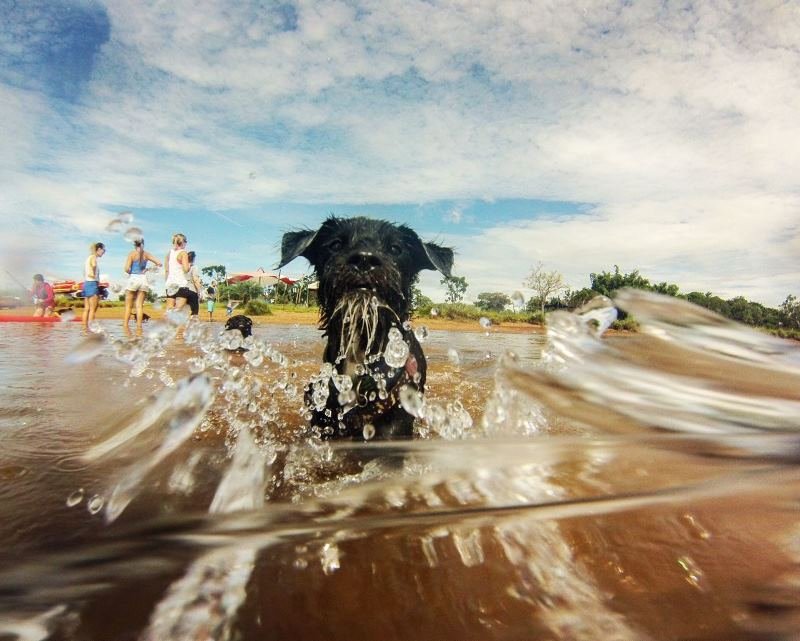 Cachorros se divertem no Parque das Garças, em Brasília - Foto: Álvaro Netinho