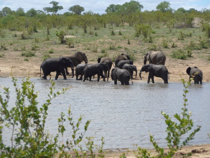 Safári no Kruger Park - África do Sul - Foto: meu filho Arthur Reis