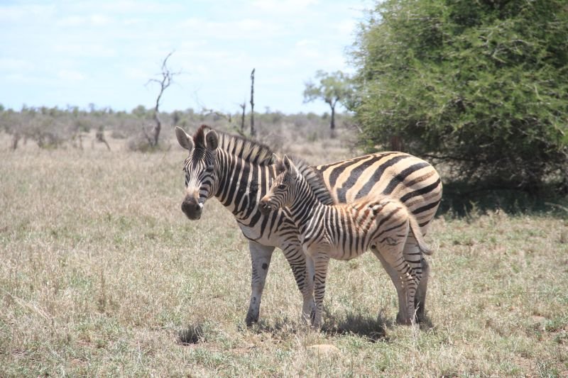 Safári no Kruger Park - África do Sul - Foto: meu filho Arthur Reis