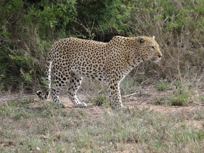 Safári no Kruger Park - África do Sul