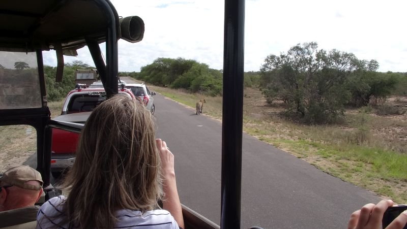 Safári no Kruger Park - África do Sul