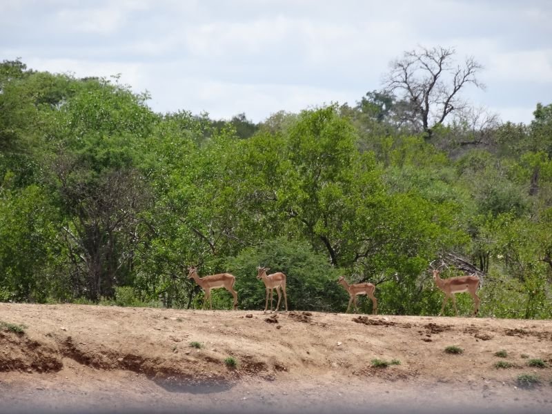 Kruger Park - África do Sul