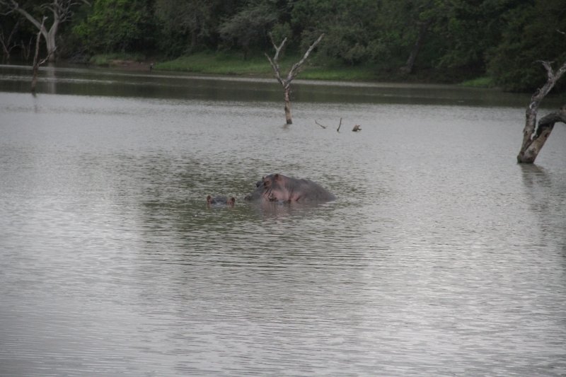 Os hipopótamos moradores do Phelwana Game Lodge