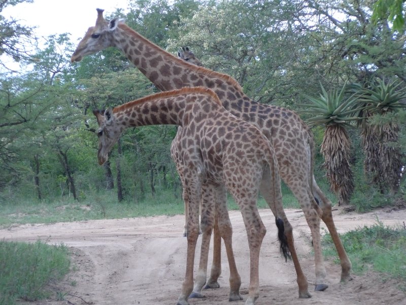 Girafas no Phelwana Game Lodge