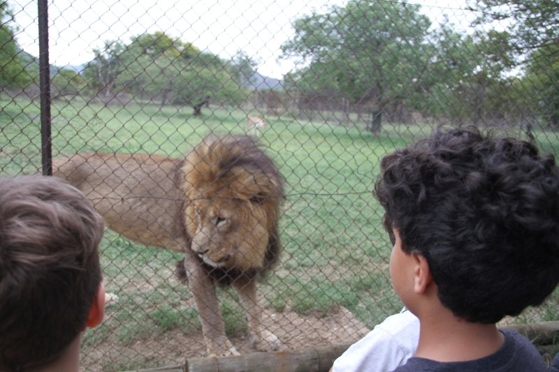 crianças observando o leão em Moholoholo