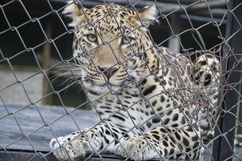 leopardo em Moholoholo