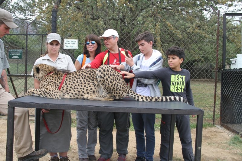 Fazendo carinho na Cheetah em Moholoholo - centro de reabilitação de animais selvagens
