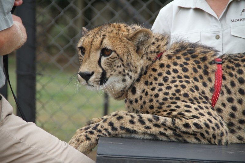 Cheetah em Moholoholo