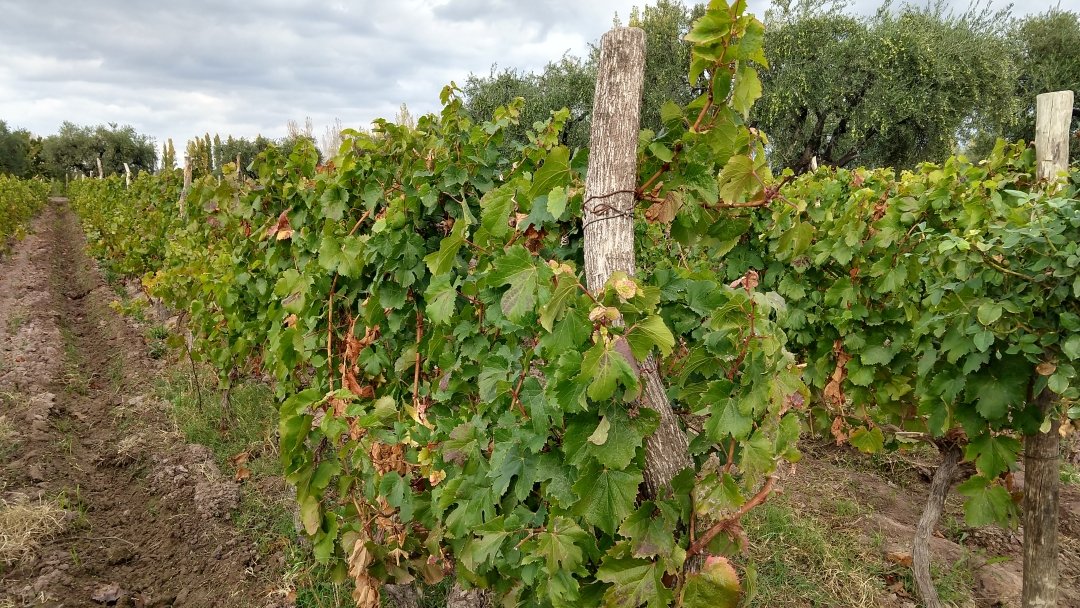 Vinícolas de Mendoza