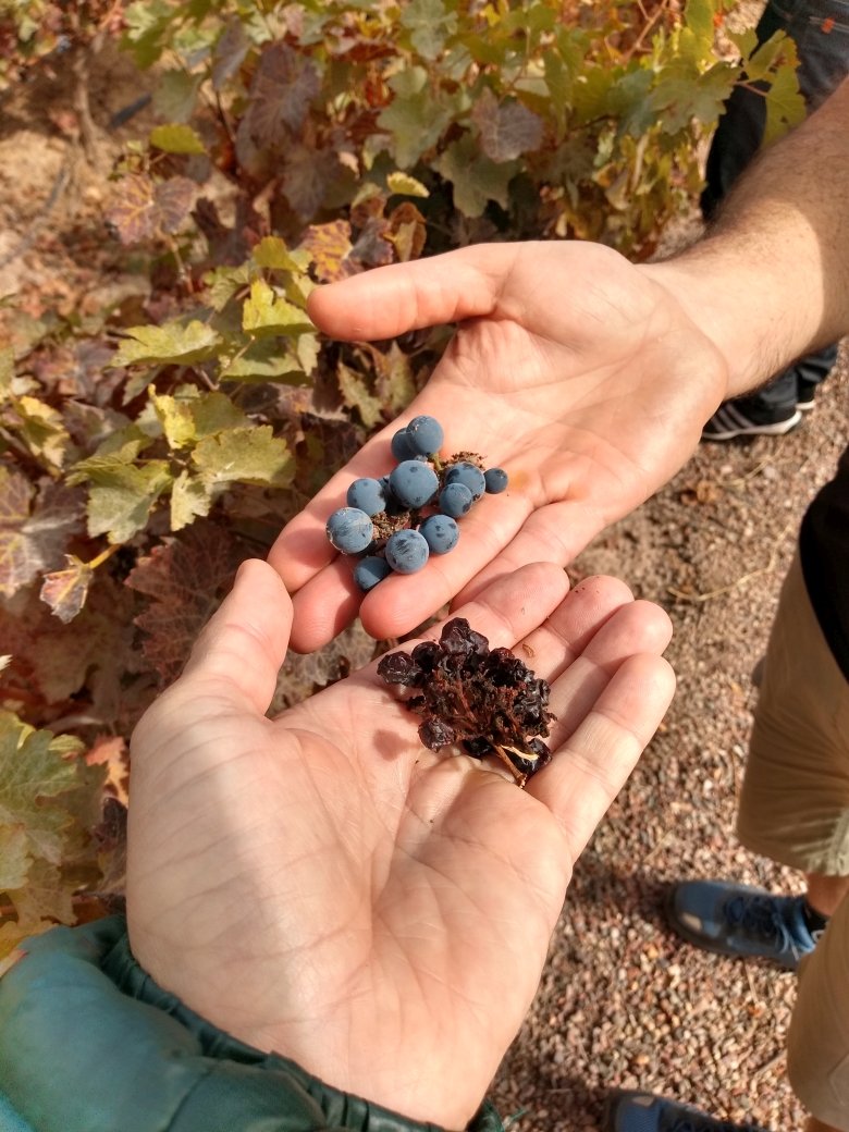 Bodega Trivento - Maipú - Mendoza