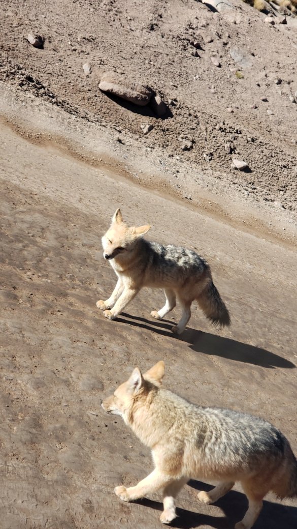 Zorros nos Geysers del Tatio