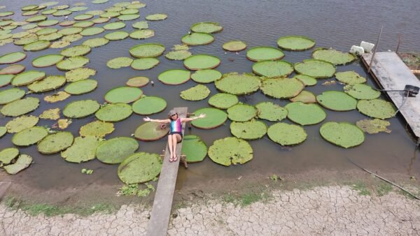 Jardim das Vitórias Régias - Alter do Chão