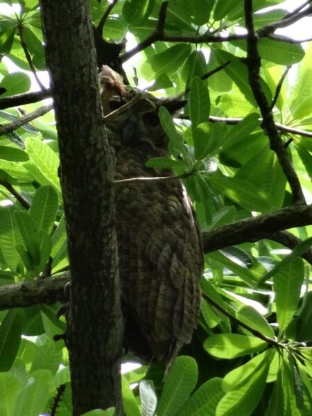 Coruja gigante na trilha da preguiça, em Alter do Chão