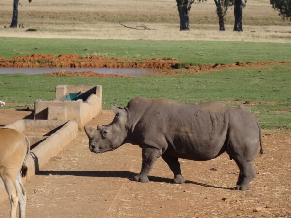Posto Alzu na África do Sul